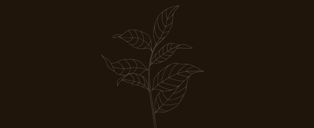 Chacrona Amazonas Project